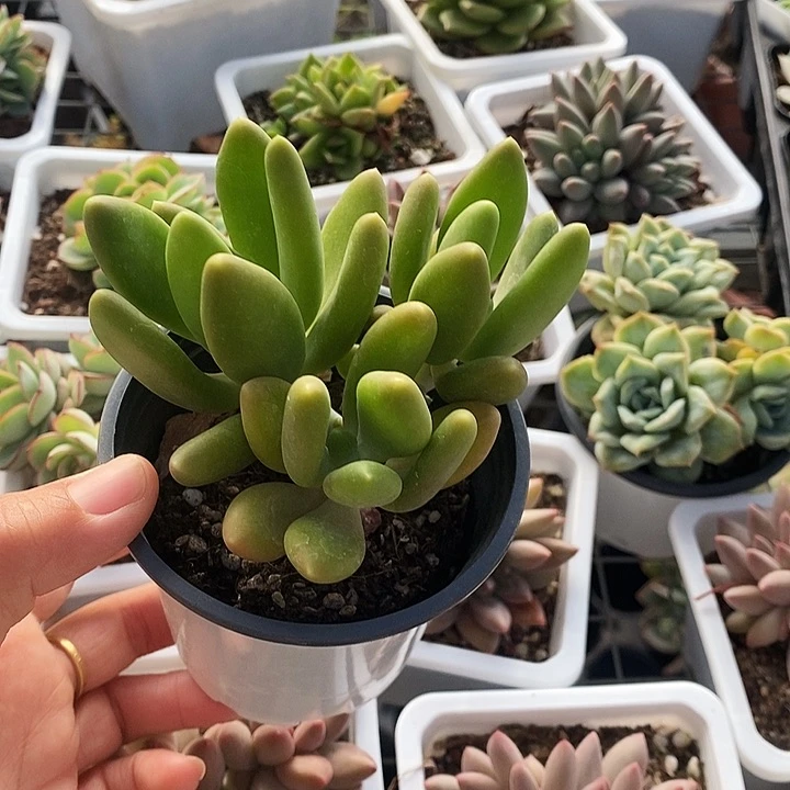 芒果奶13456788999