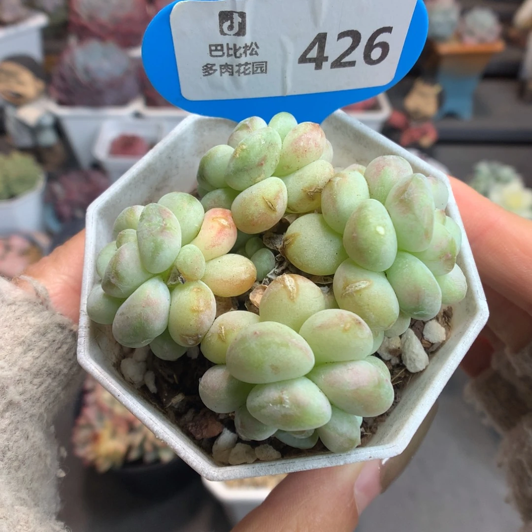 426美人系多肉植物