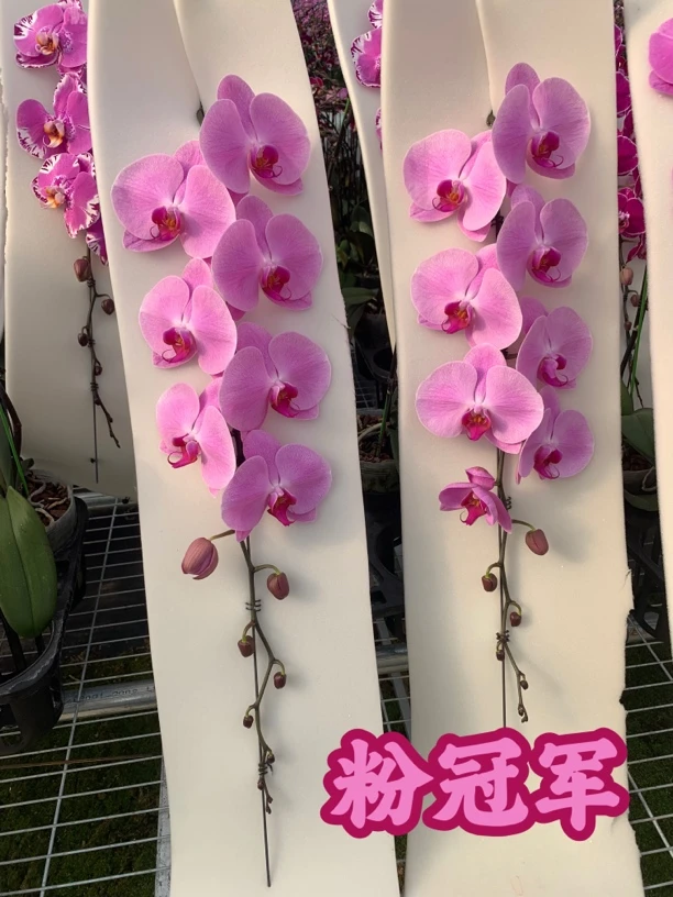 【山东 龙兰团购】省内同城蝴蝶兰｜专车送货到家