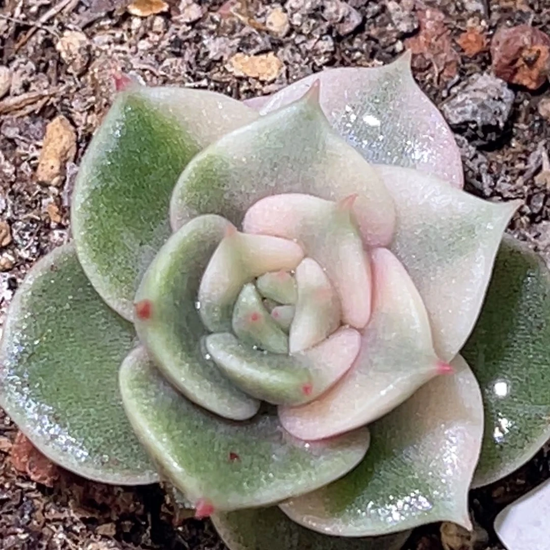 多肉特价贝加尔湖锦6919