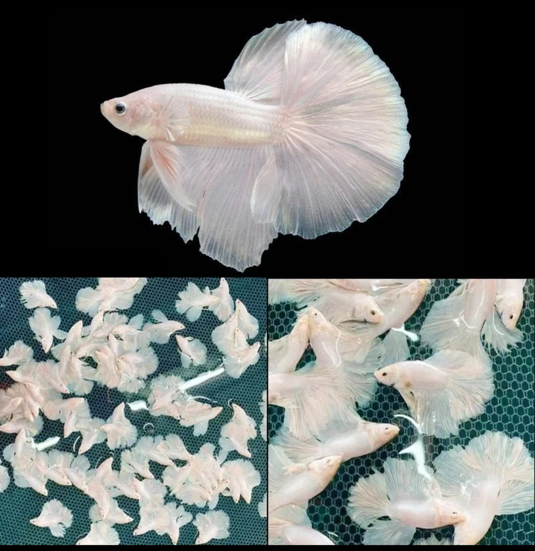 D7（145-168）泰国斗鱼小型热带观赏鱼、耐活（直播间选鱼）