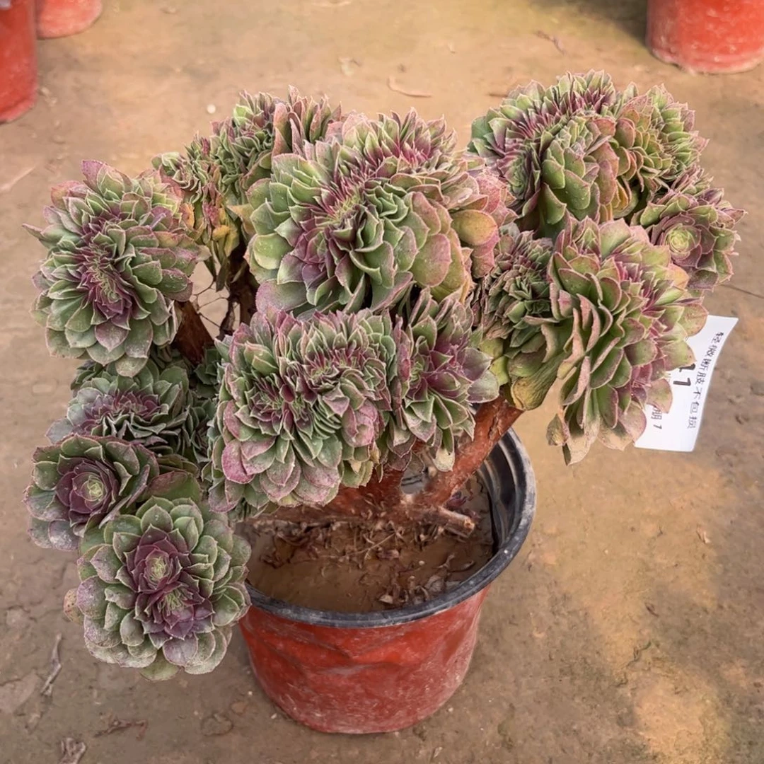 41万缀化多肉植物法师