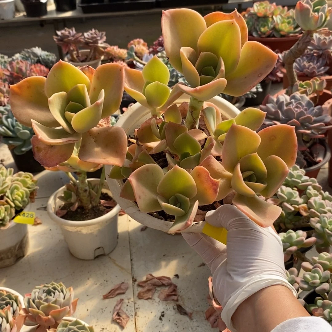 130贺氏老桩一物一拍