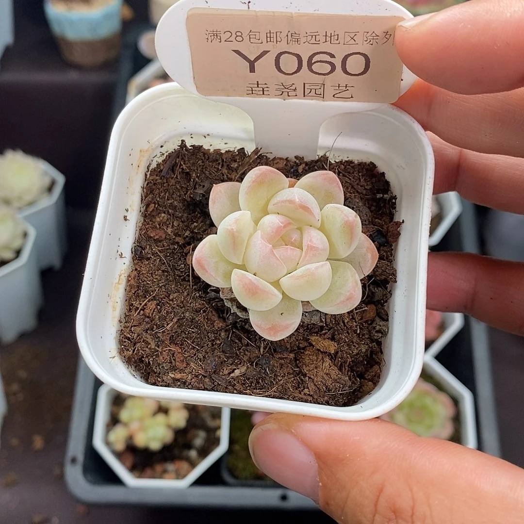 0060 白桃汽水 3.5cm
