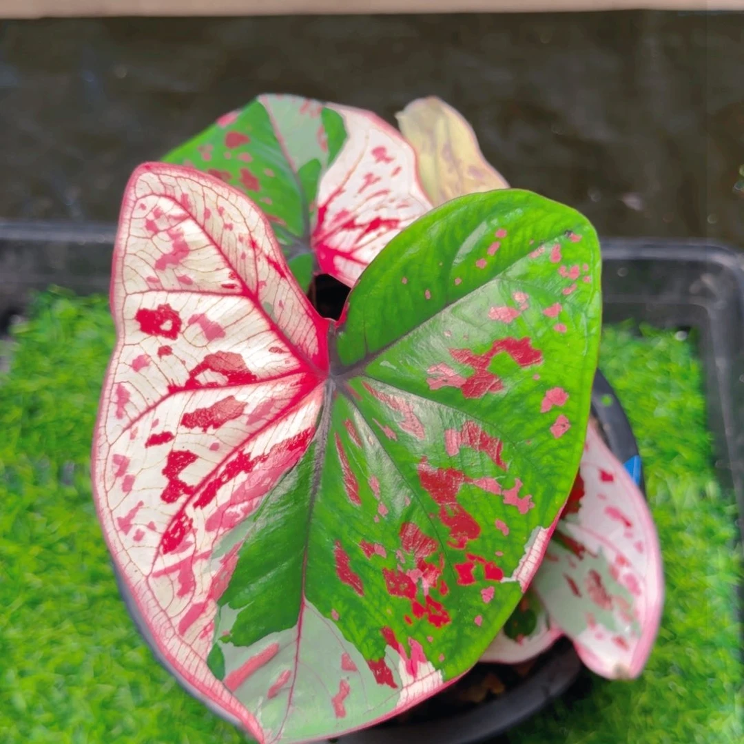 750-0729泰国发货财神