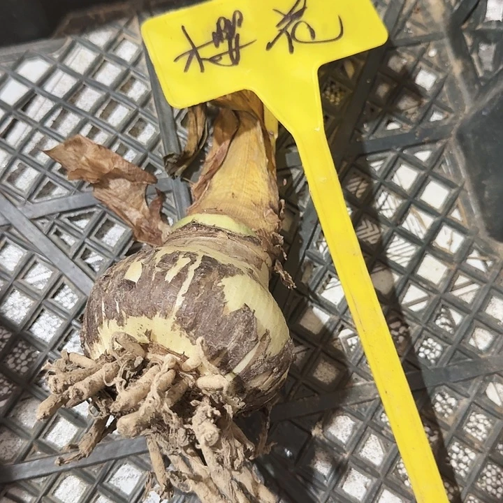 樱花直径7+基地球