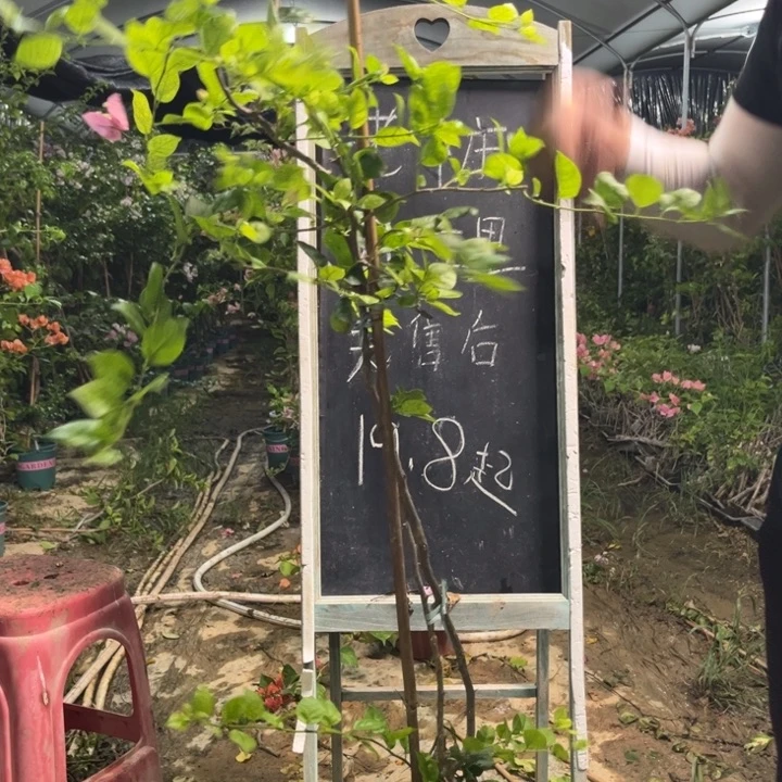 无花朵三角梅三角梅1224