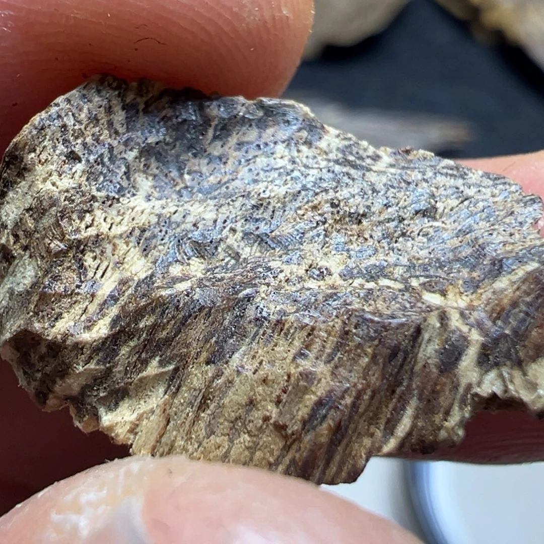 南***荡沉香碎屑沉香海南沉水包头0.5g