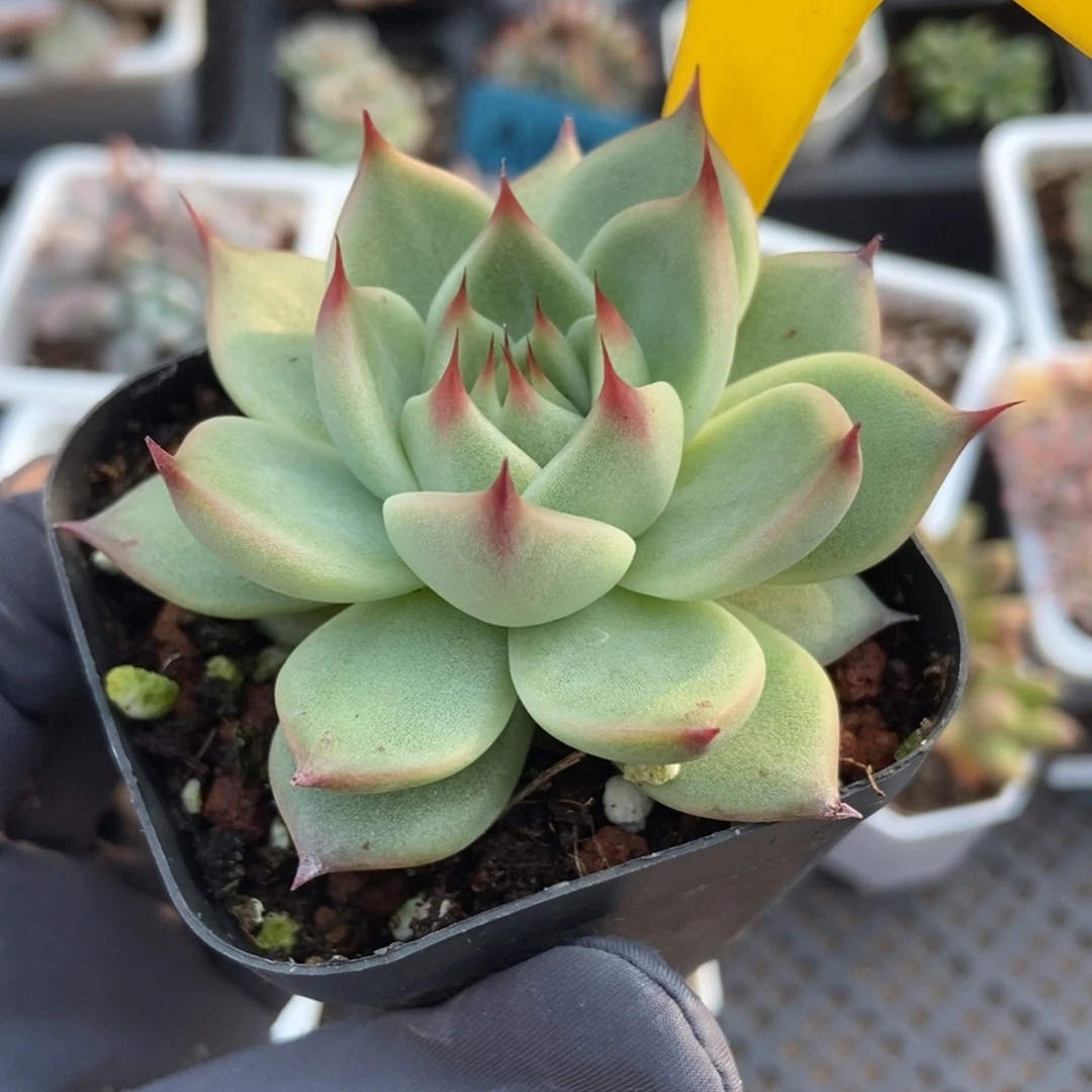 953托斯卡多肉植物