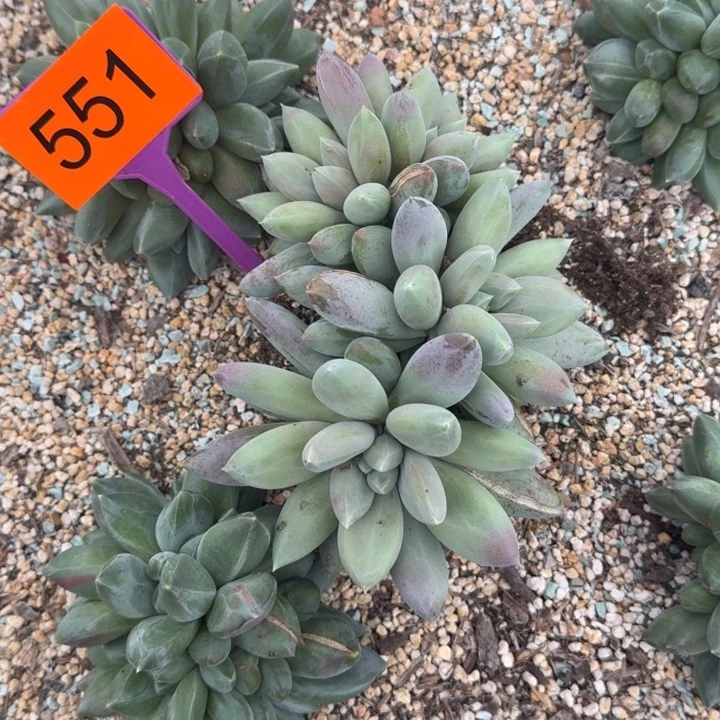 多肉植物胖体哥特群551