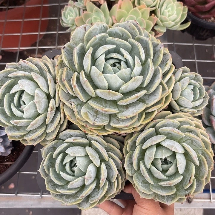 晨语多肉，一物一拍劳林