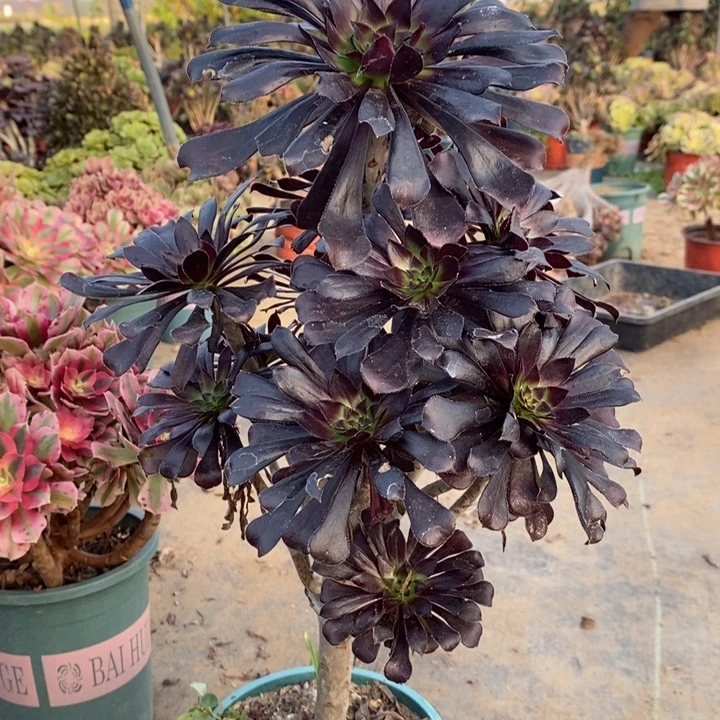 墨法多肉植物64。