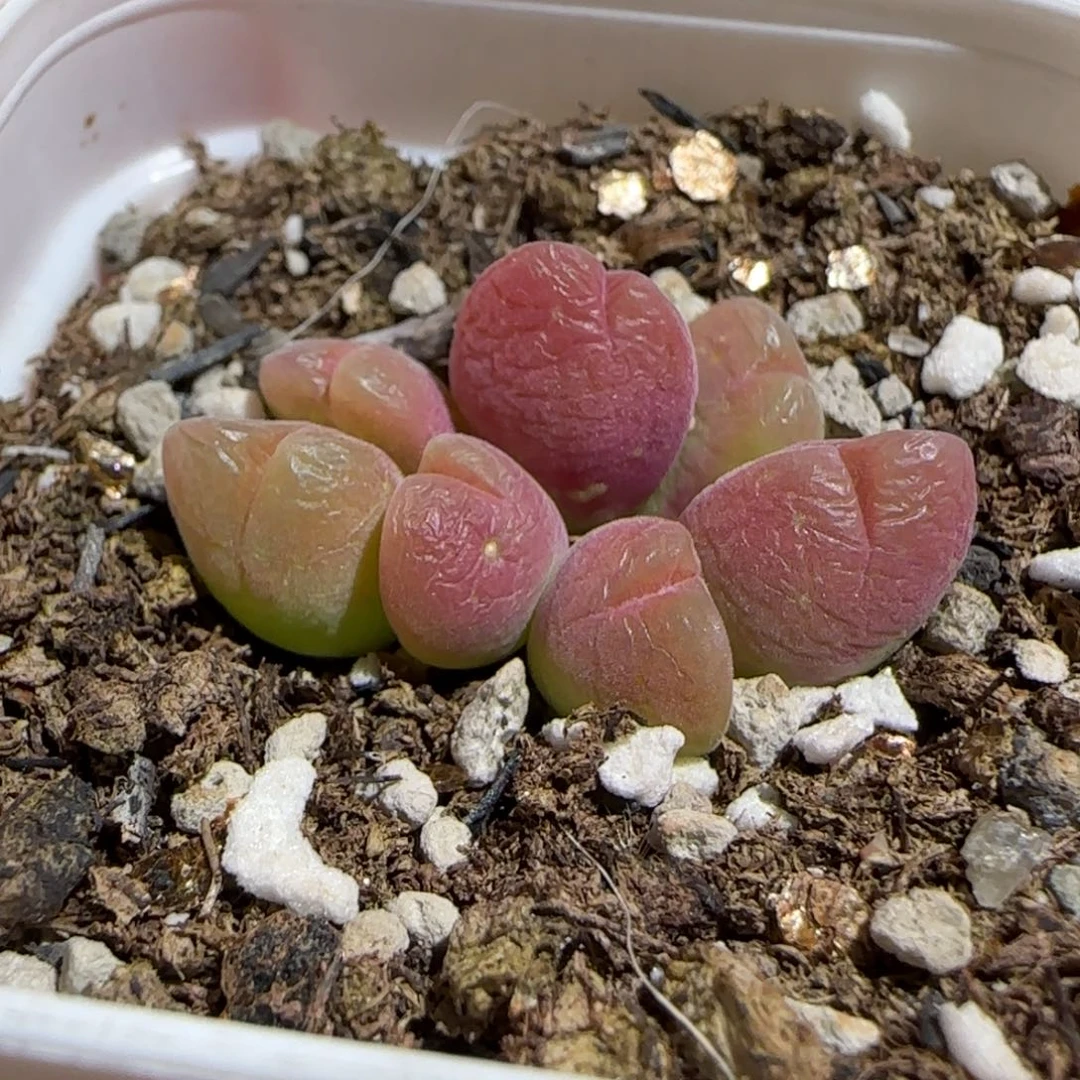 肉锥多肉植物百科-短毛翠滴1144