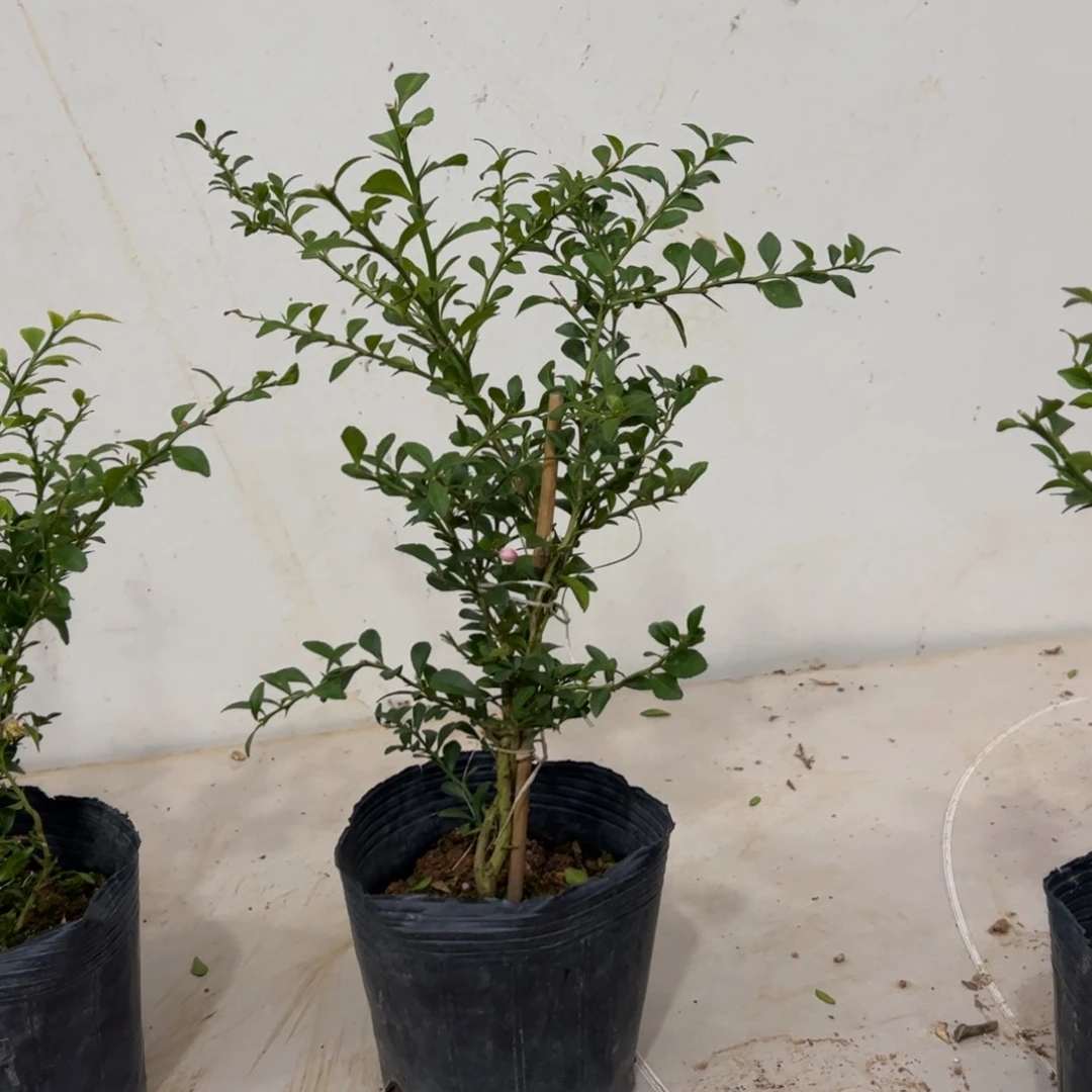 绿植盆栽植物花卉