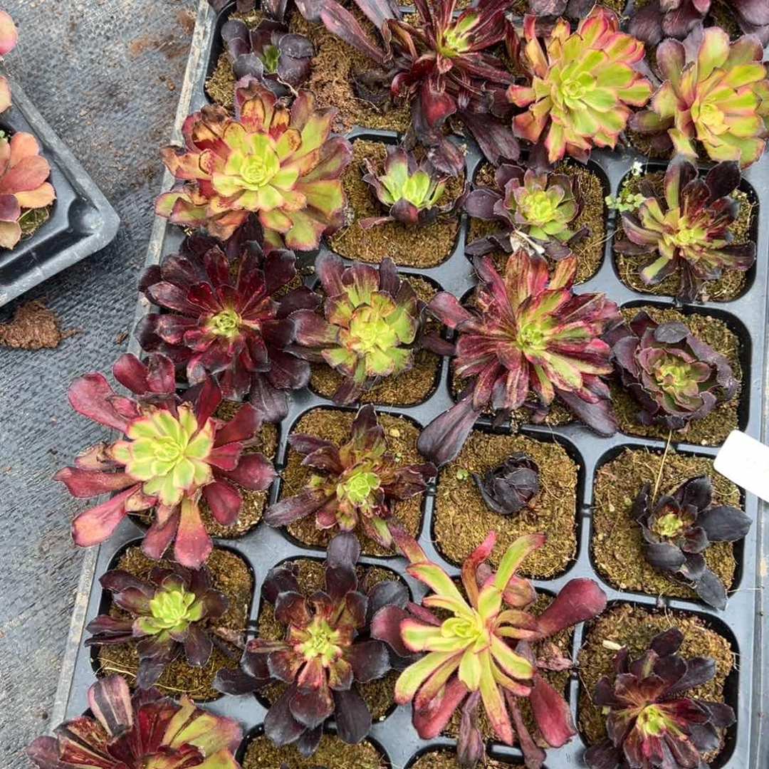 128一盘繁华多肉嘻嘻嘻