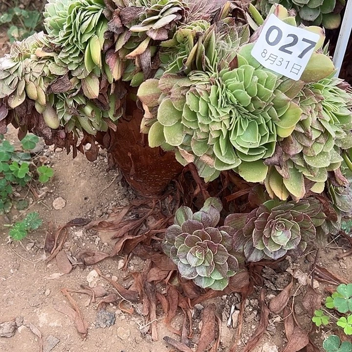 8.31-27花月夜缀多肉植物5