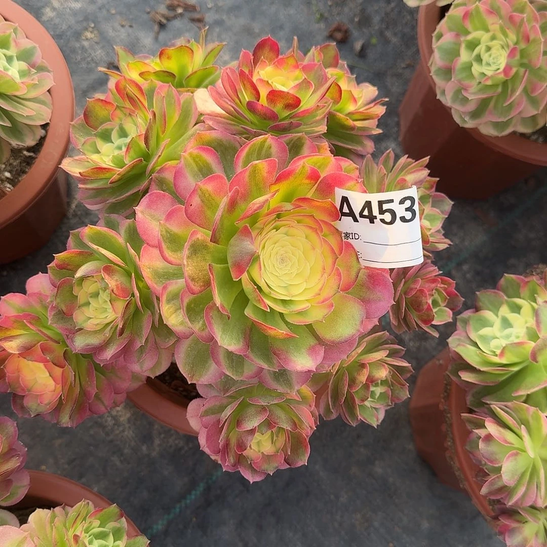 海仙多肉法师a453