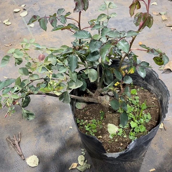 当前无花朵，栽培后可花朵凝脂