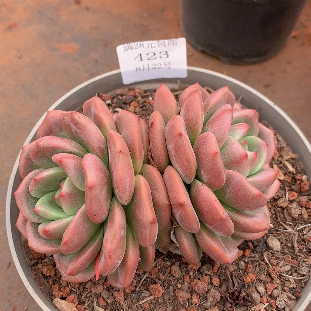 【闪购商品】云423号Q橙15厘米