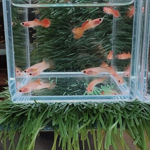 3****海水鱼清缸黄红玻璃猫一缸10条