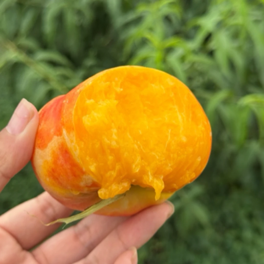 金霞油蟠桃 水溶性 可放软 爆汁 顺丰包邮 3.3斤SSS