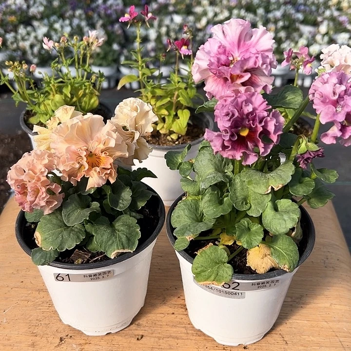 水晶抖音直播闪拍61-62