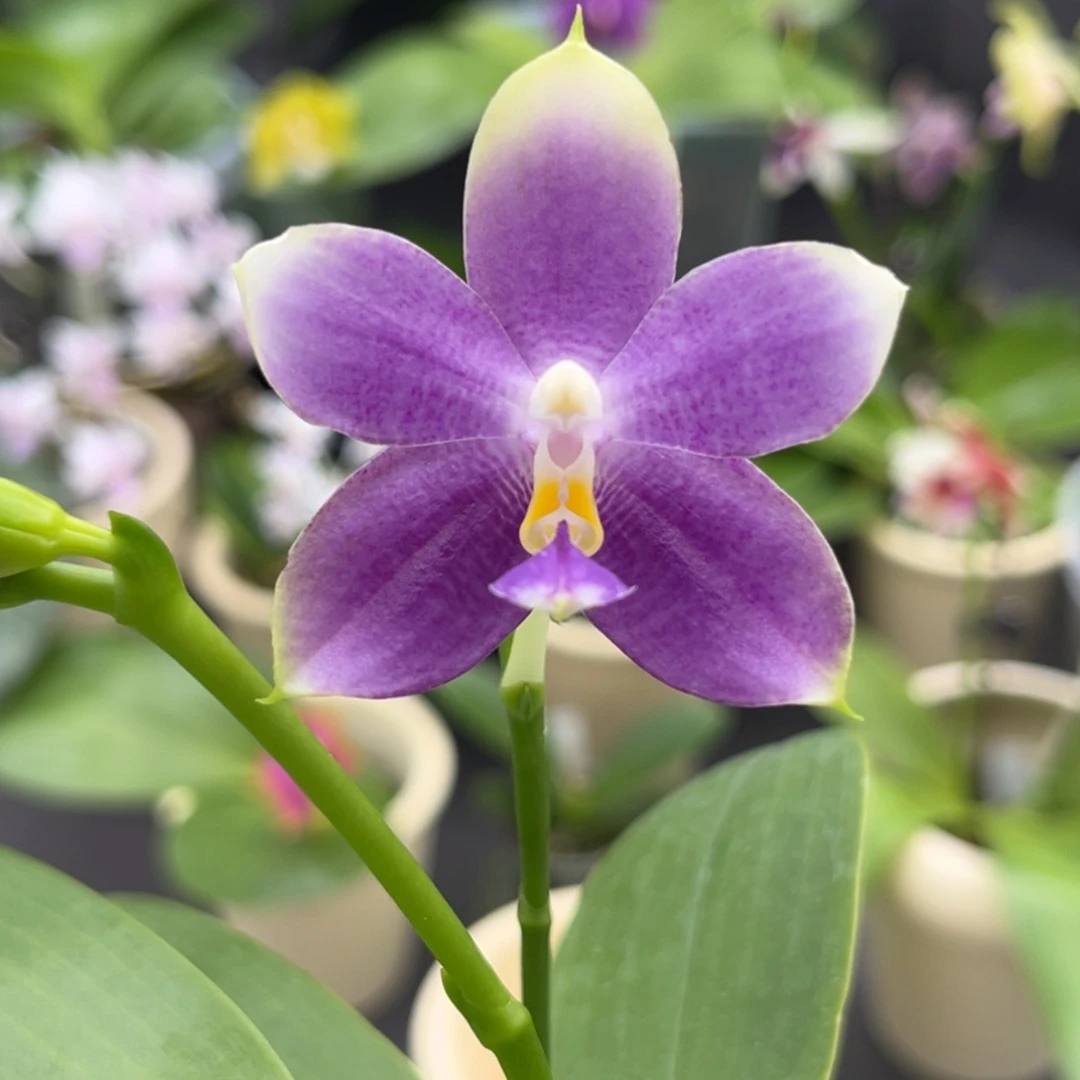 完全开放2.5寸yc61开花株