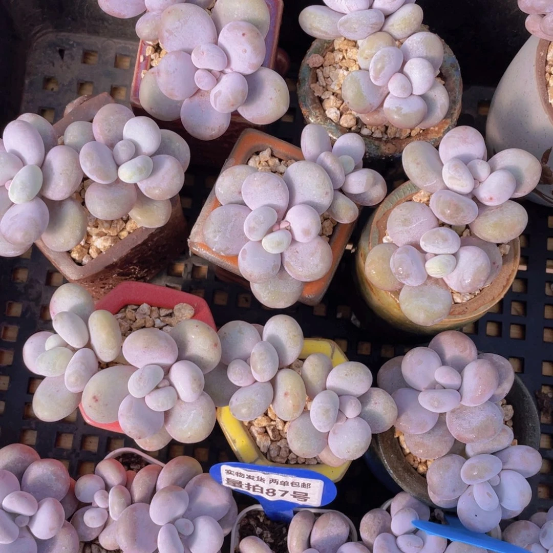 量拍87号 大叶奶水光针原始奶双头一个