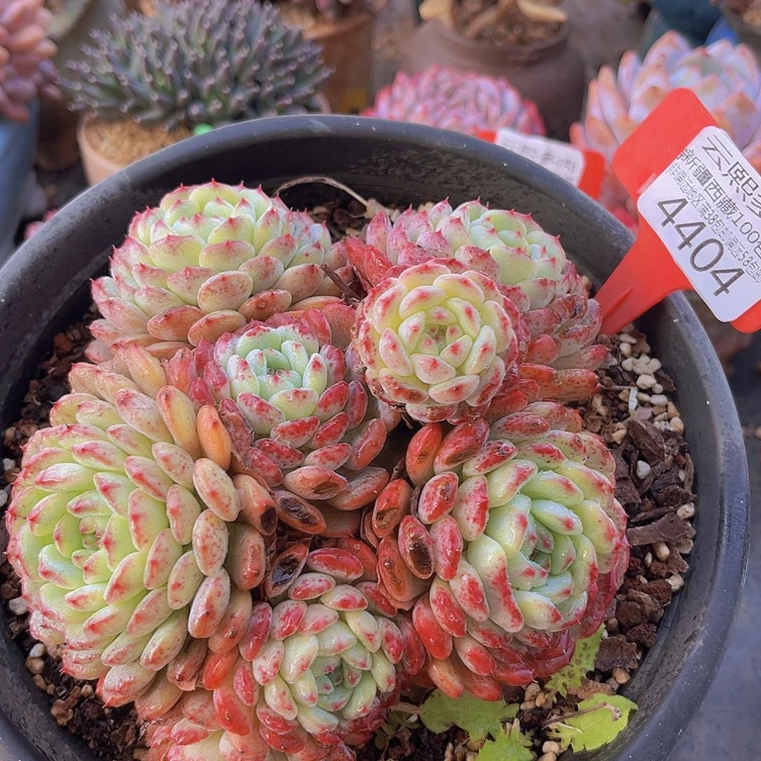 4404白胖子多肉植物