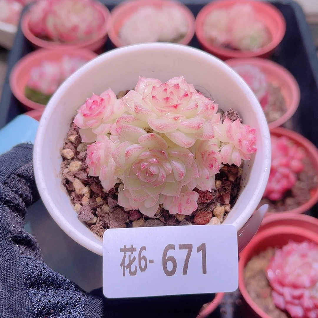 花利美6-671白天鹅