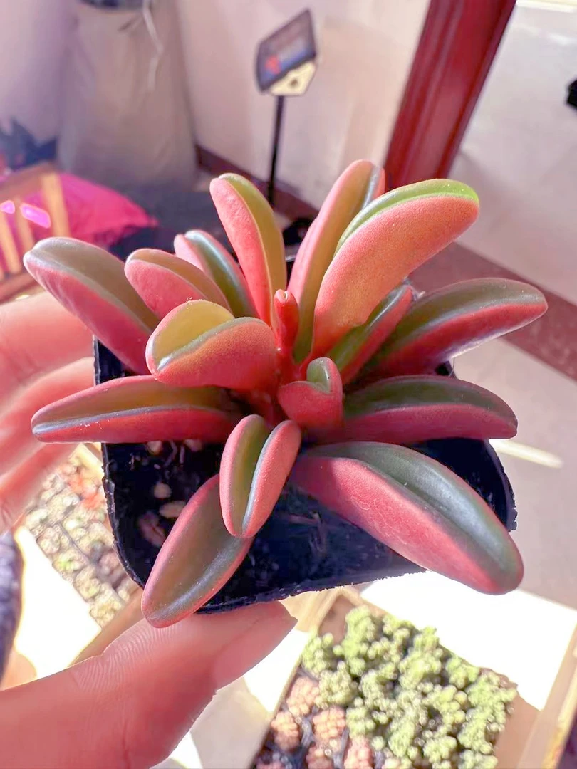 红背娇草 多肉植物 （满9.9元包邮发货）