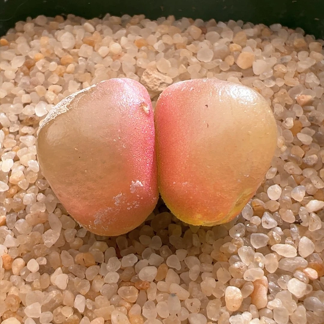 274。青蛙种源sh409红灯泡母本 小干疤