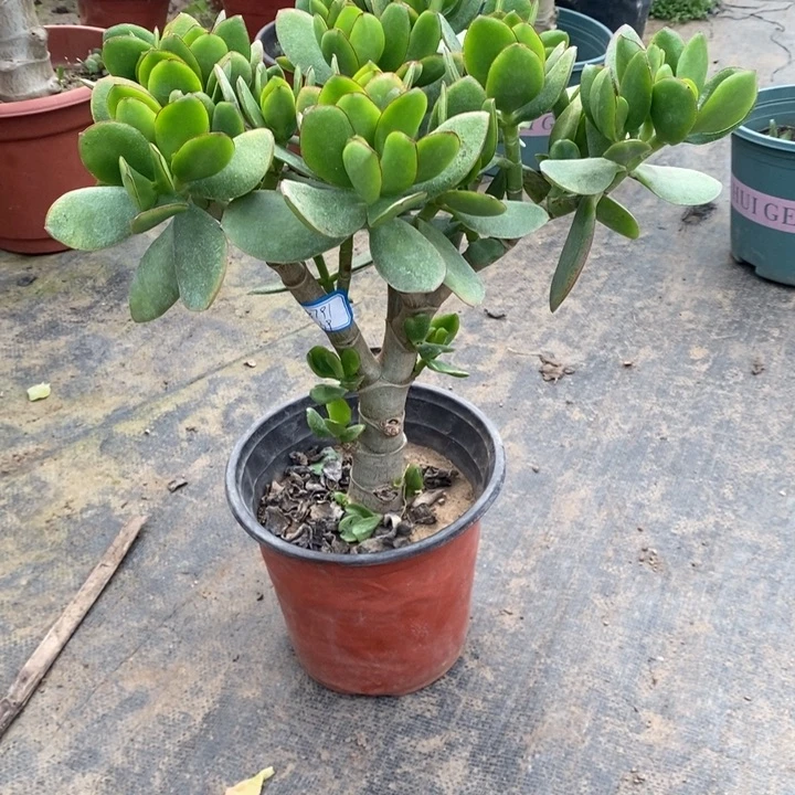 青玉树一物一拍