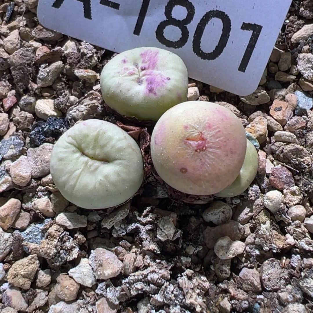多肉植物11111111111111