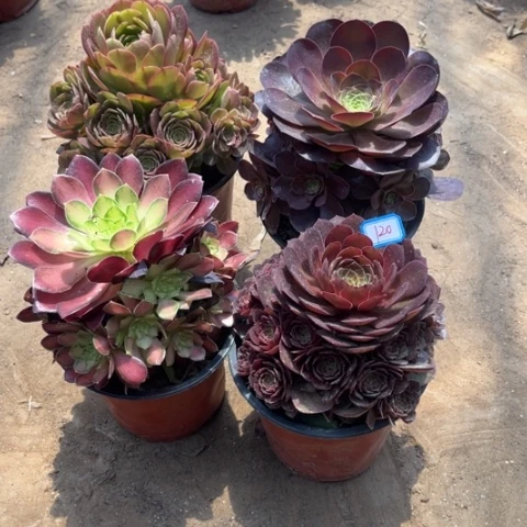 120多肉植物组合