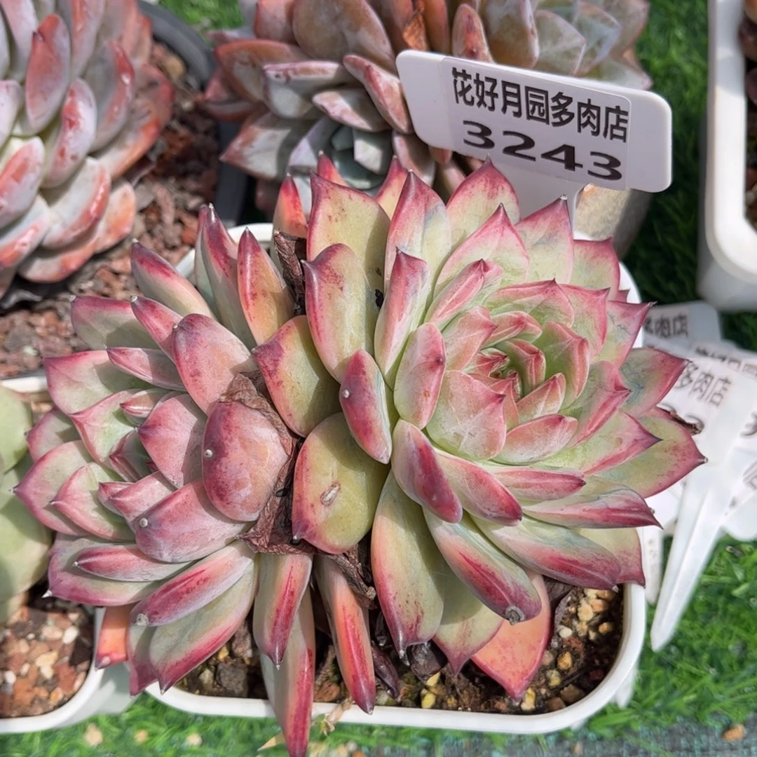 软***金多肉植物3243 一定要拍个冷链