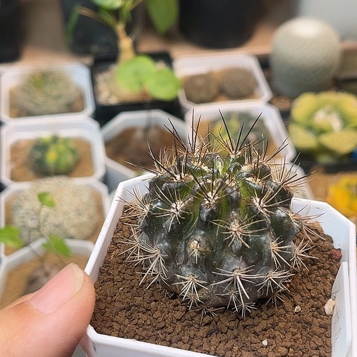 无花朵输入种源黑体智利球