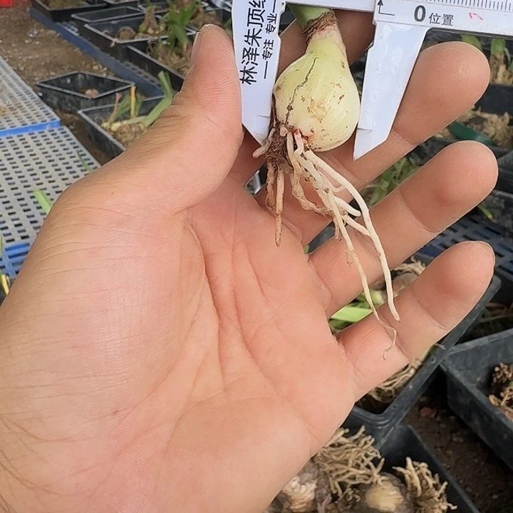 珍妮弗朱顶红一棵  2.3