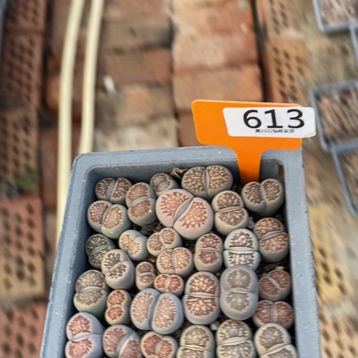 ꧁***꧂生石花等植物的生长613