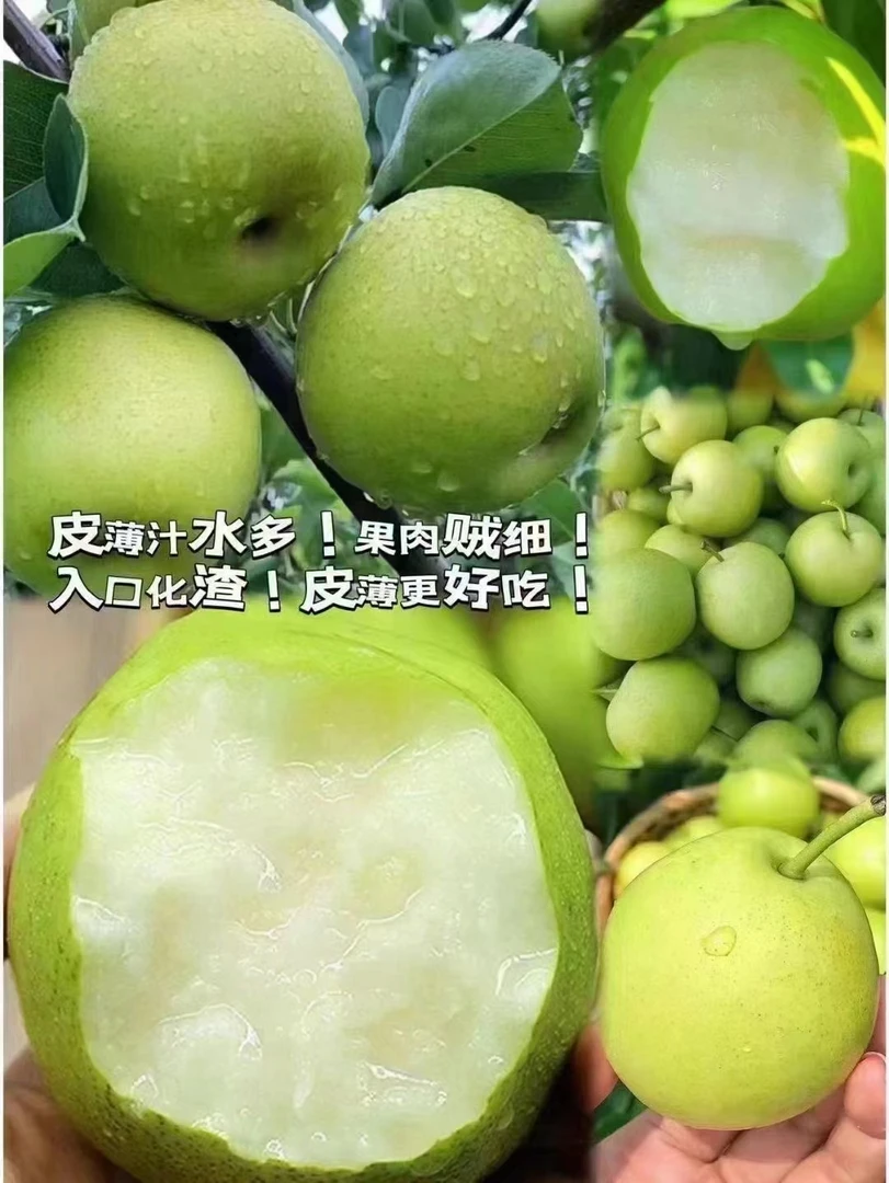 安徽砀山酥翠一号青皮梨产地现摘现发