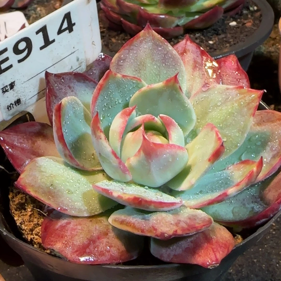 惊鸿一物一拍包装收缩花旱914