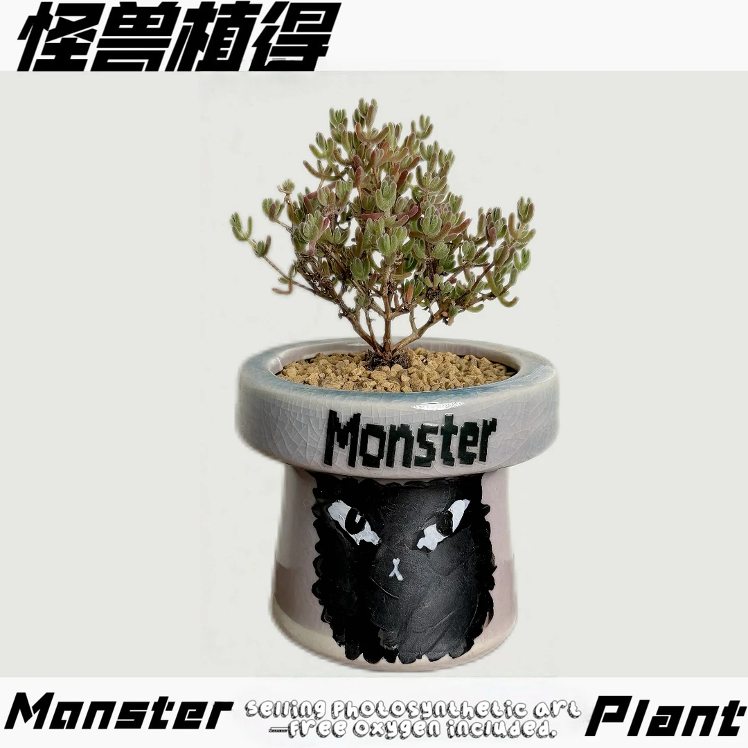 【Monster 枝干番杏小糖球】带盆成品