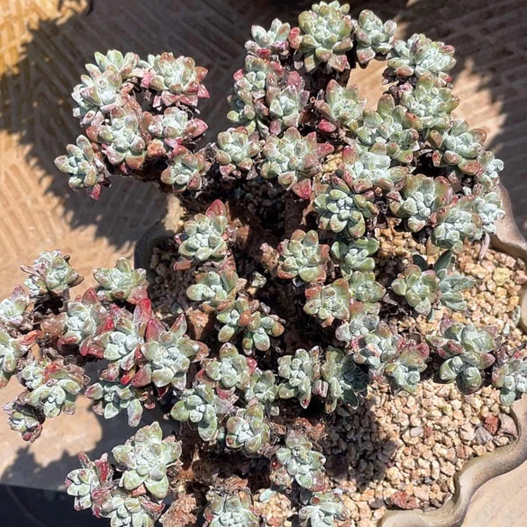 【闪购商品】法姆老庄