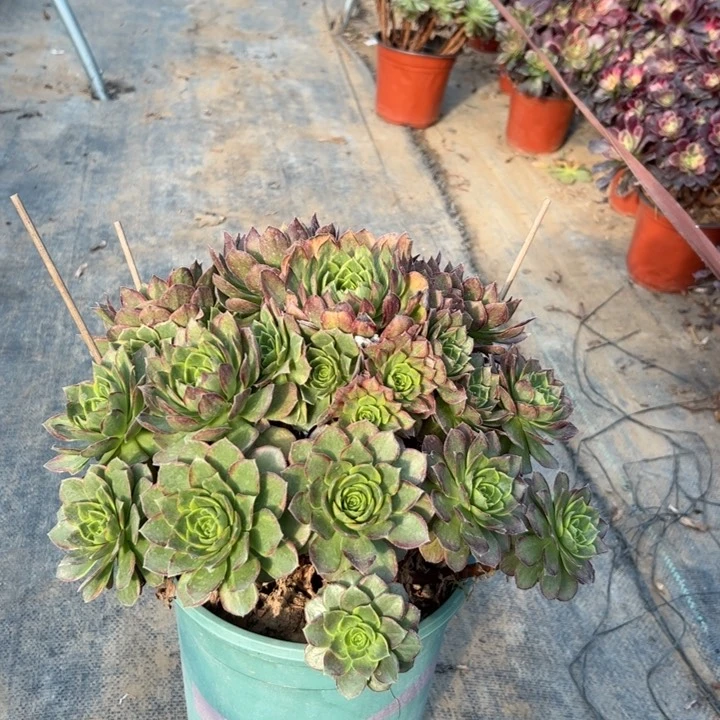 35万圣节黄锦多肉多肉