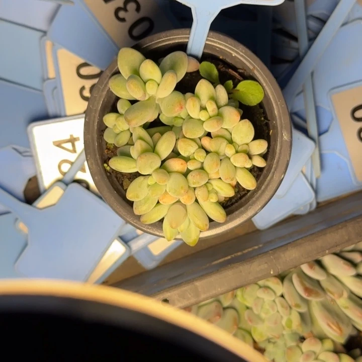 多肉植物白兰地群037