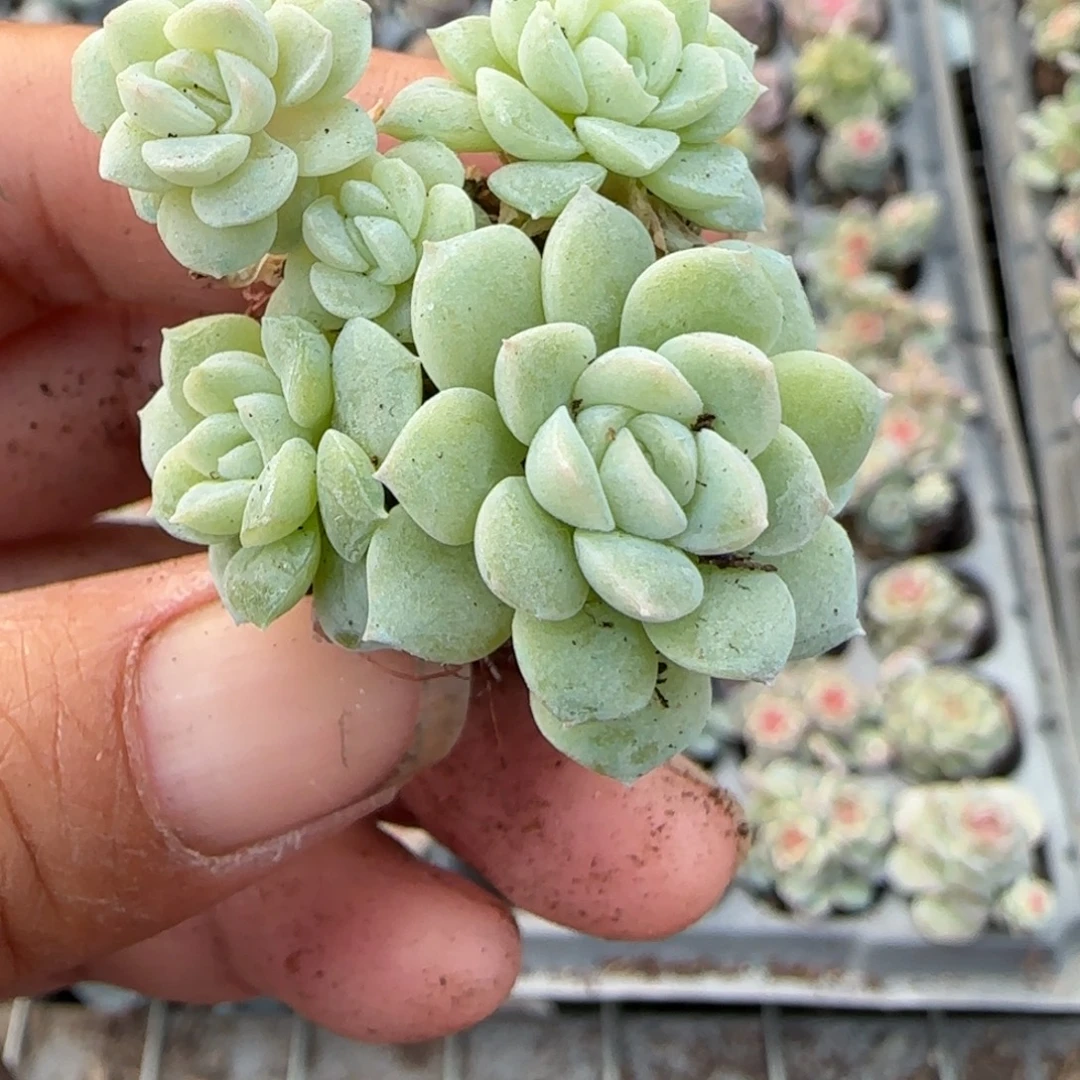 多肉小卡拉米糖心一物一拍