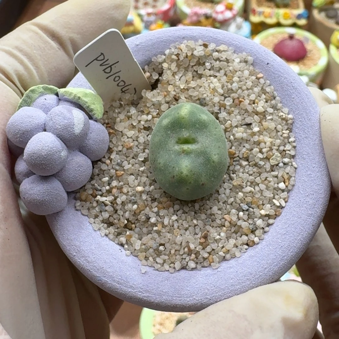 煮***茶1226-04连盆带花肉锥肉锥