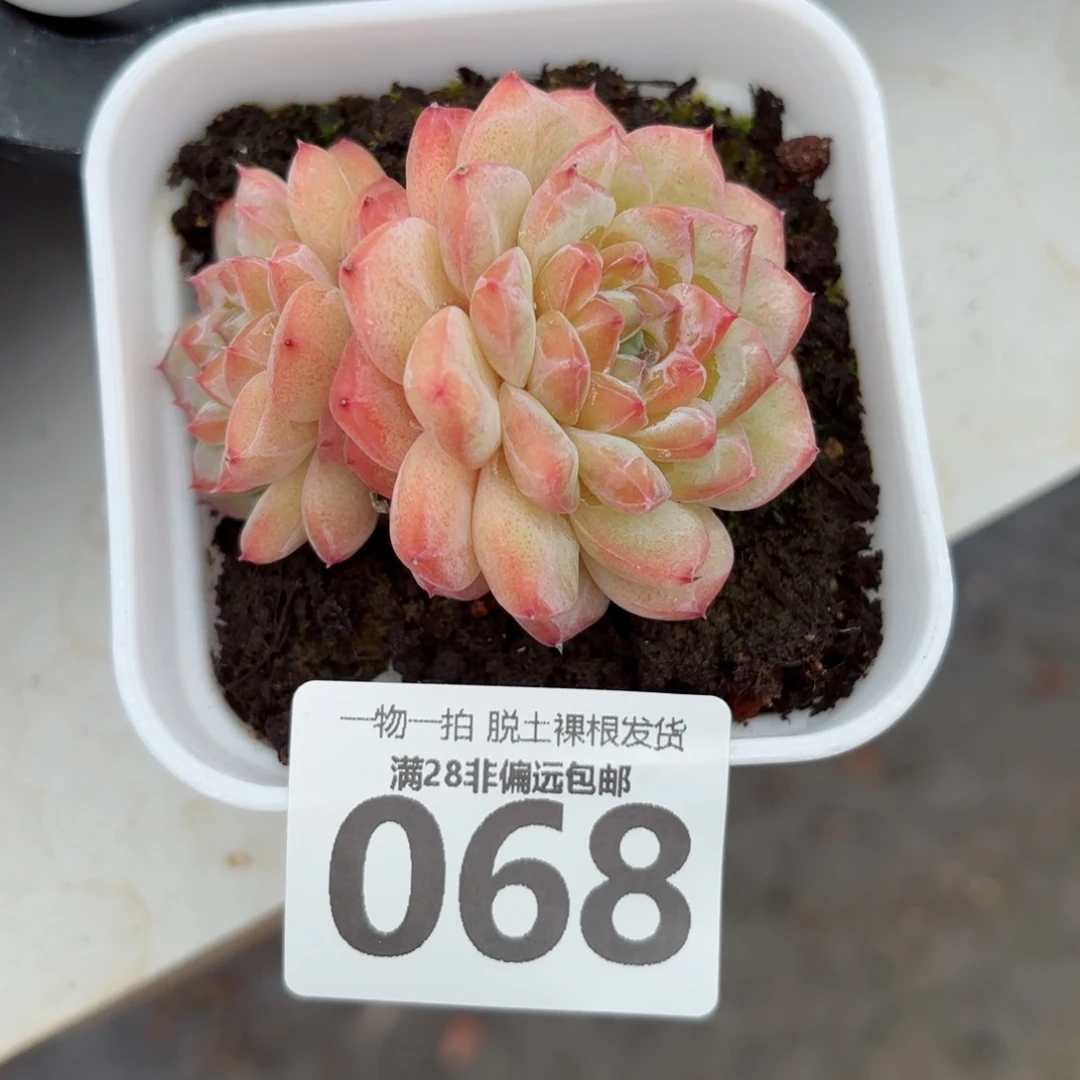 冰魄多肉无盆土发货
