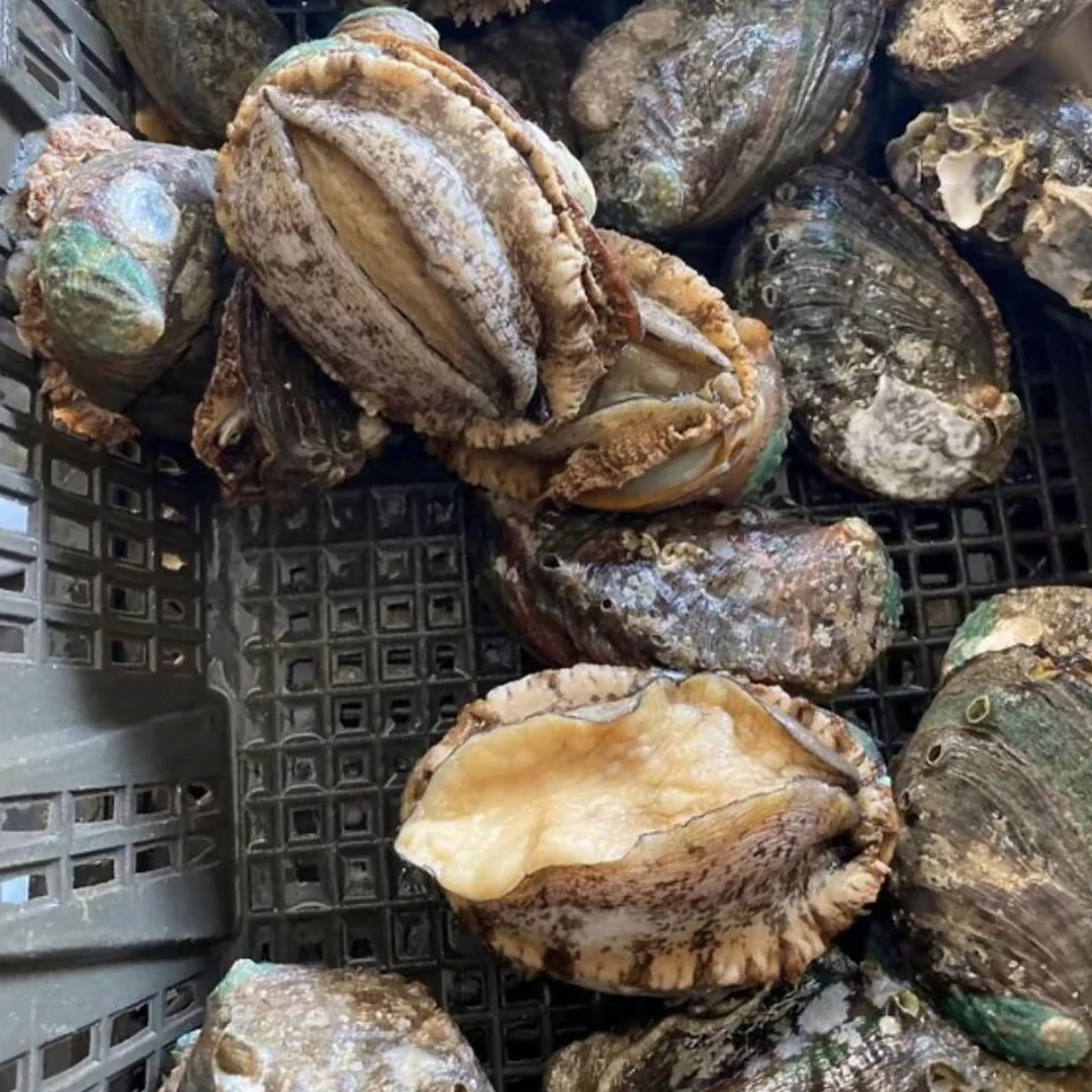 鲍鱼7一个（约10个一斤）