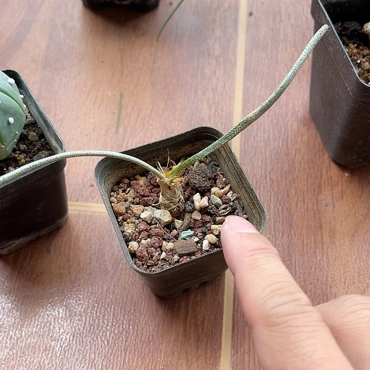 无花朵实生美杜莎一物一拍